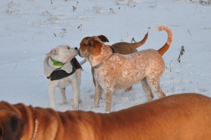 Continental Bulldogs Seeblickbulls Bilderalbum - Babett und Schnee