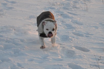 Continental Bulldogs Seeblickbulls Bilderalbum - Babett und Schnee