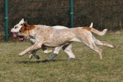 Continental Bulldogs Seeblickbulls Bilderalbum Frühling und Sommer 2011