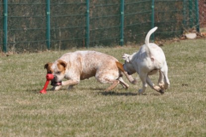 Continental Bulldogs Seeblickbulls Bilderalbum Frühling und Sommer 2011