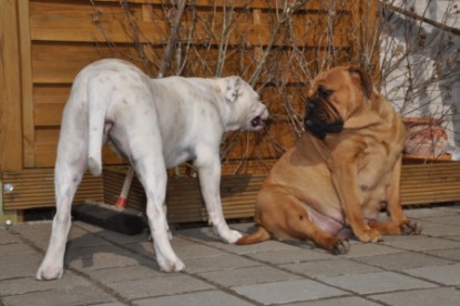 Continental Bulldogs Seeblickbulls Bilderalbum Frühling und Sommer 2011