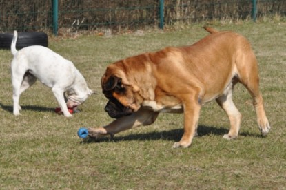 Continental Bulldogs Seeblickbulls Bilderalbum Frühling und Sommer 2011