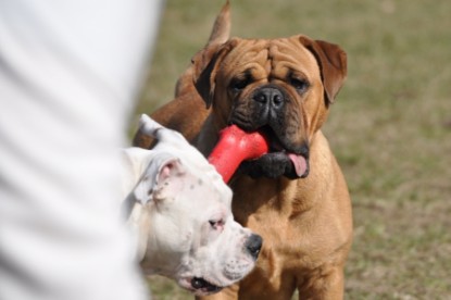 Continental Bulldogs Seeblickbulls Bilderalbum Frühling und Sommer 2011