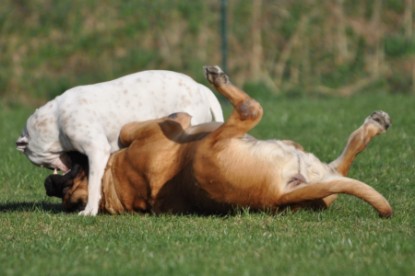 Continental Bulldogs Seeblickbulls Bilderalbum Frühling und Sommer 2011