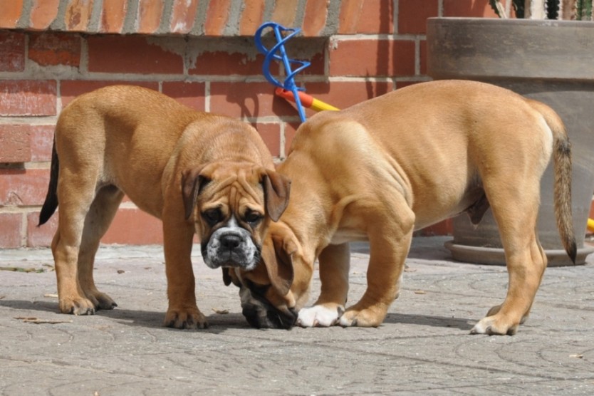 Continental Bulldogs Seeblickbulls Bilderalbum Frühling und Sommer 2011