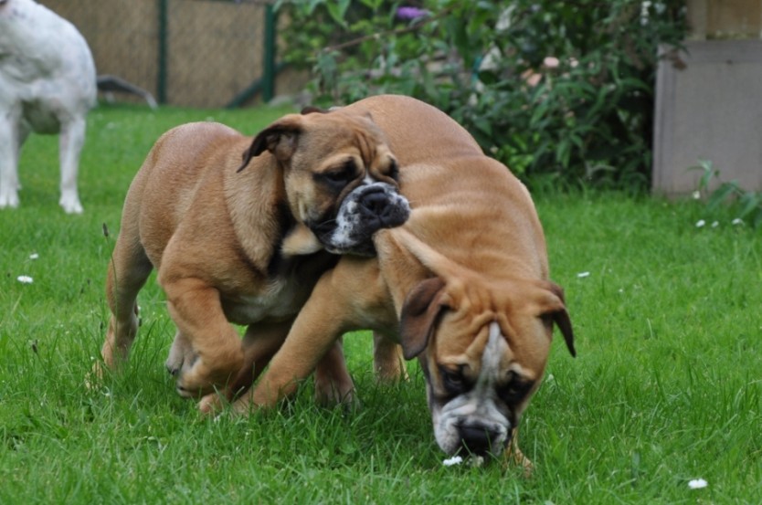 Continental Bulldogs Seeblickbulls Bilderalbum Frühling und Sommer 2011