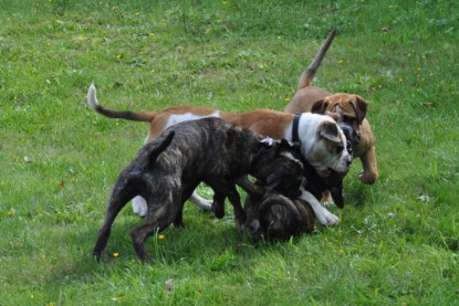 Continental Bulldogs Seeblickbulls Bilderalbum Conti-Treff 2011