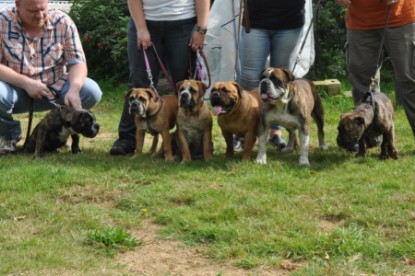 Continental Bulldogs Seeblickbulls Bilderalbum - Herbst 2011