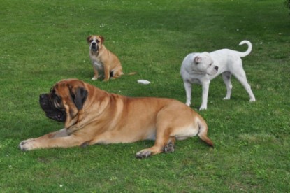 Continental Bulldogs Seeblickbulls Bilderalbum - Herbst 2011