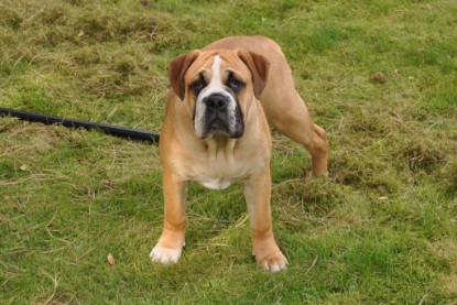 Continental Bulldogs Seeblickbulls Bilderalbum im Garten am 17. September 2011