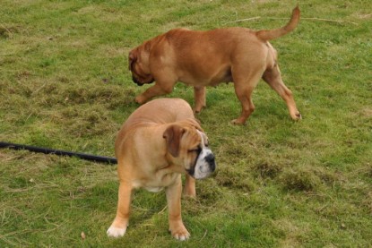 Continental Bulldogs Seeblickbulls Bilderalbum im Garten am 17. September 2011