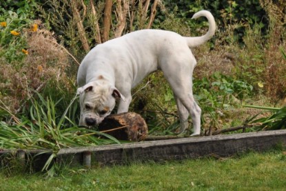 Continental Bulldogs Seeblickbulls Bilderalbum im Garten am 17. September 2011