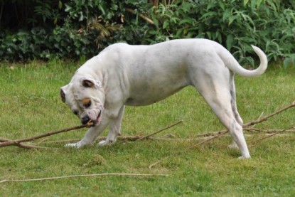 Continental Bulldogs Seeblickbulls Bilderalbum im Garten am 17. September 2011