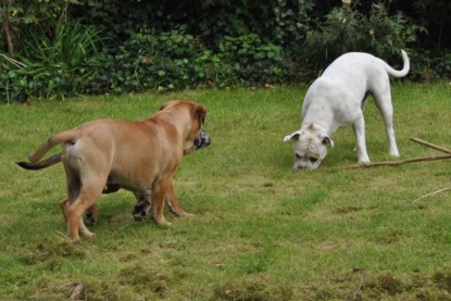 Continental Bulldogs Seeblickbulls Bilderalbum im Garten am 17. September 2011