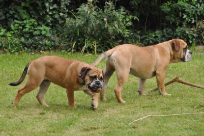 Continental Bulldogs Seeblickbulls Bilderalbum im Garten am 17. September 2011