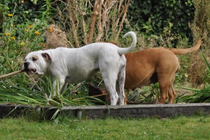 Continental Bulldogs Seeblickbulls Bilderalbum im Garten am 17. September 2011