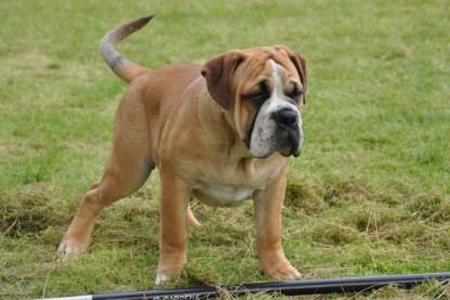 Continental Bulldogs Seeblickbulls Bilderalbum im Garten am 17. September 2011