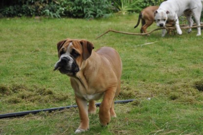 Continental Bulldogs Seeblickbulls Bilderalbum im Garten am 17. September 2011