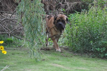 Continental Bulldogs Seeblickbulls Bilderalbum im Garten am 17. September 2011