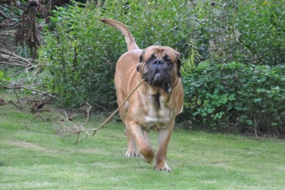 Continental Bulldogs Seeblickbulls Bilderalbum im Garten am 17. September 2011