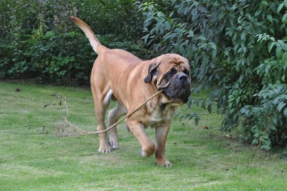 Continental Bulldogs Seeblickbulls Bilderalbum im Garten am 17. September 2011