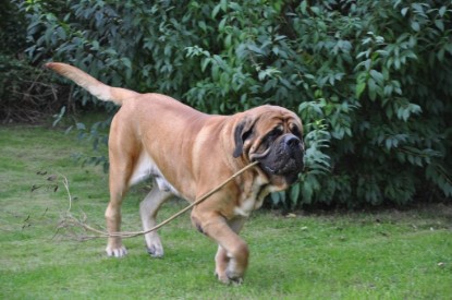 Continental Bulldogs Seeblickbulls Bilderalbum im Garten am 17. September 2011