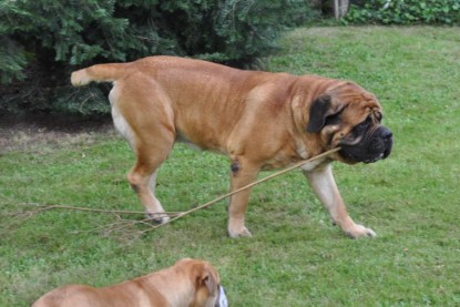 Continental Bulldogs Seeblickbulls Bilderalbum im Garten am 17. September 2011