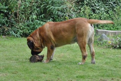 Continental Bulldogs Seeblickbulls Bilderalbum im Garten am 17. September 2011