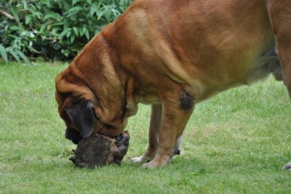 Continental Bulldogs Seeblickbulls Bilderalbum im Garten am 17. September 2011