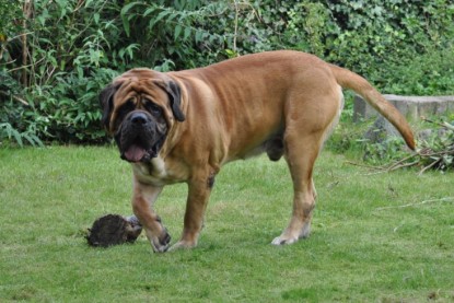 Continental Bulldogs Seeblickbulls Bilderalbum im Garten am 17. September 2011