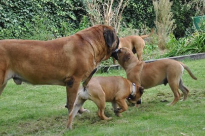 Continental Bulldogs Seeblickbulls Bilderalbum im Garten am 17. September 2011