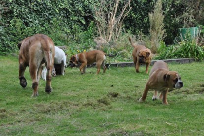 Continental Bulldogs Seeblickbulls Bilderalbum im Garten am 17. September 2011