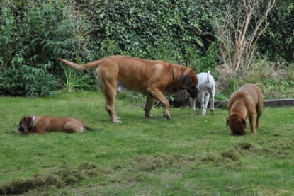 Continental Bulldogs Seeblickbulls Bilderalbum im Garten am 17. September 2011