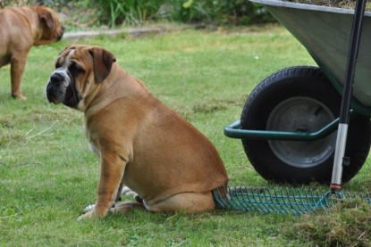 Continental Bulldogs Seeblickbulls Bilderalbum im Garten am 17. September 2011