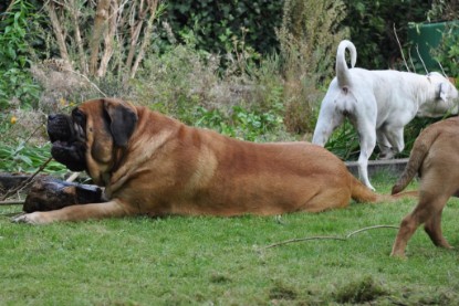 Continental Bulldogs Seeblickbulls Bilderalbum im Garten am 17. September 2011