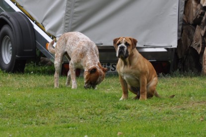 Continental Bulldogs Seeblickbulls Bilderalbum im Garten am 17. September 2011