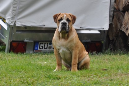 Continental Bulldogs Seeblickbulls Bilderalbum im Garten am 17. September 2011