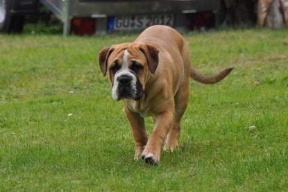 Continental Bulldogs Seeblickbulls Bilderalbum im Garten am 17. September 2011