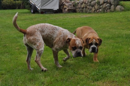 Continental Bulldogs Seeblickbulls Bilderalbum im Garten am 17. September 2011