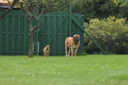 Continental Bulldogs Seeblickbulls Bilderalbum im Garten am 17. September 2011