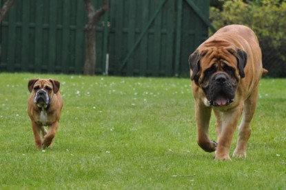 Continental Bulldogs Seeblickbulls Bilderalbum im Garten am 17. September 2011