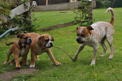 Continental Bulldogs Seeblickbulls Bilderalbum im Garten am 17. September 2011