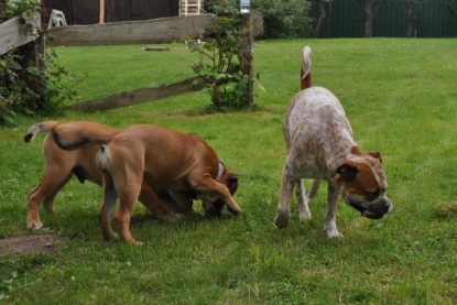 Continental Bulldogs Seeblickbulls Bilderalbum im Garten am 17. September 2011