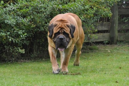 Continental Bulldogs Seeblickbulls Bilderalbum im Garten am 17. September 2011