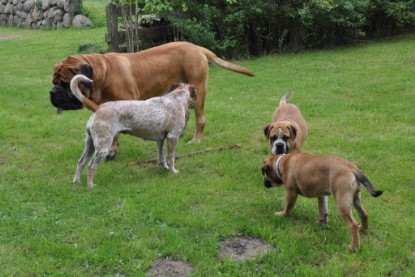 Continental Bulldogs Seeblickbulls Bilderalbum im Garten am 17. September 2011