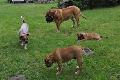 Continental Bulldogs Seeblickbulls Bilderalbum im Garten am 17. September 2011