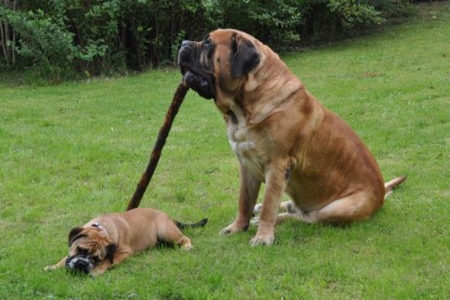 Continental Bulldogs Seeblickbulls Bilderalbum im Garten am 17. September 2011