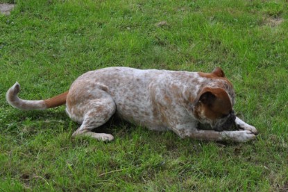 Continental Bulldogs Seeblickbulls Bilderalbum im Garten am 17. September 2011