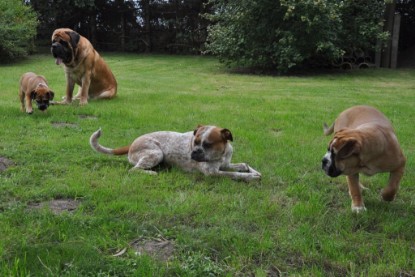 Continental Bulldogs Seeblickbulls Bilderalbum im Garten am 17. September 2011