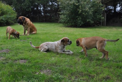 Continental Bulldogs Seeblickbulls Bilderalbum im Garten am 17. September 2011